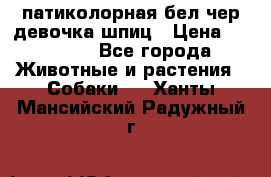 патиколорная бел/чер девочка шпиц › Цена ­ 15 000 - Все города Животные и растения » Собаки   . Ханты-Мансийский,Радужный г.